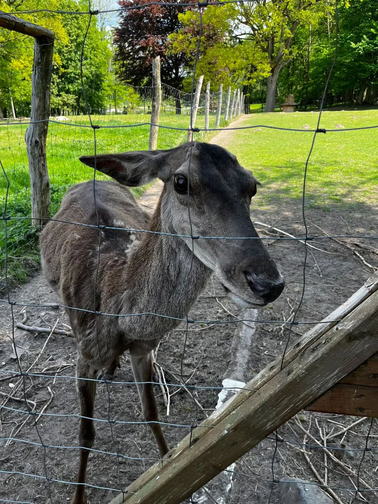 Sarenka w mini zoo w Zamku Karnity